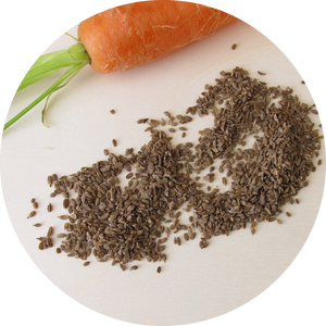 Carrot-Seed