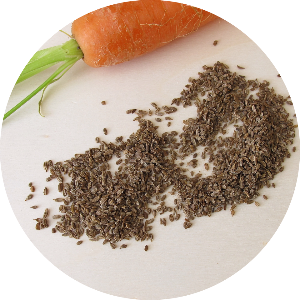 Carrot-Seed